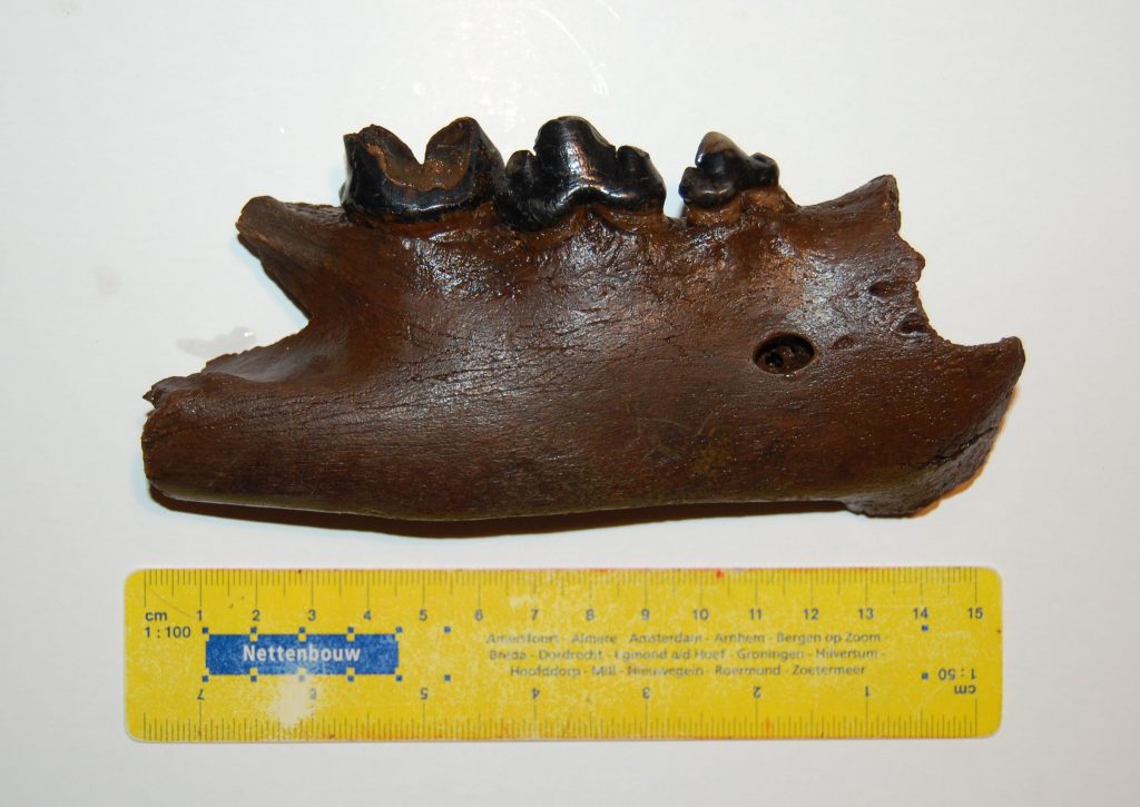 Unterkiefer des 'zeeländischen' Höhlenlöwen (Erfgoed Zeeland).